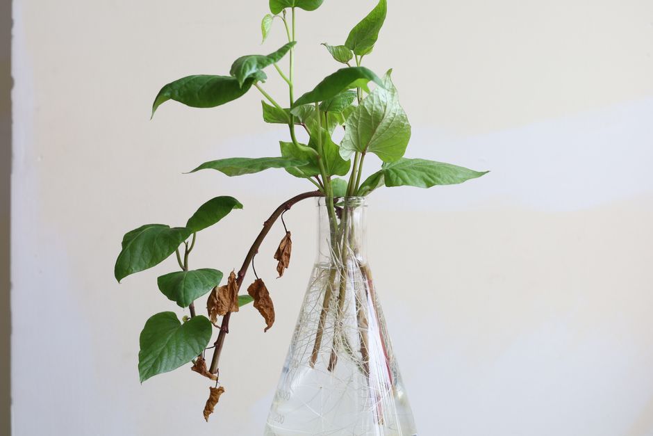 Why Water Propagation Works