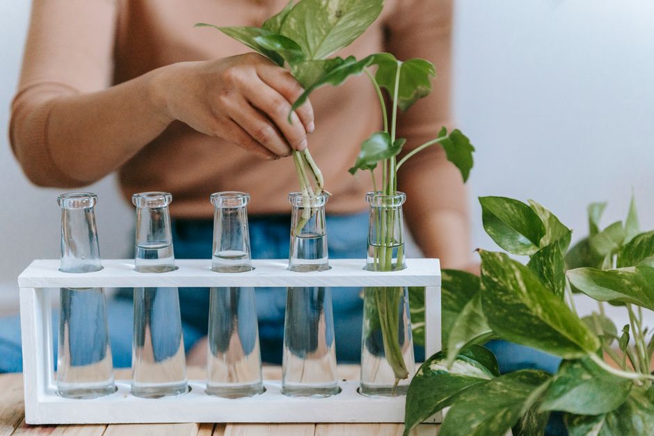 Step-by-Step Pothos Cuttings