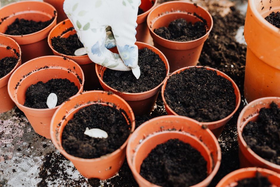 Potting Mix vs Garden Soil: What Pots Actually Need
