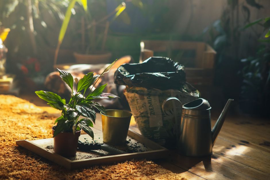 Potting mix vs garden soil