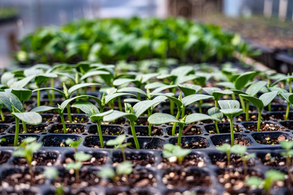 Seven Seedling Watering Mistakes That Drown New Plants