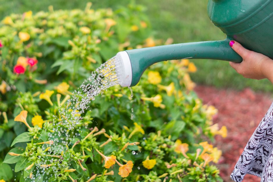 Watering Mistakes to Avoid