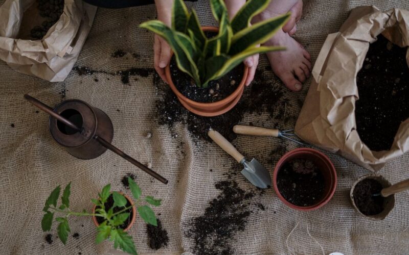 Snake Plants: The Indestructible Beginner Guide