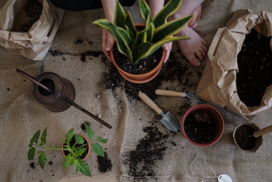 Snake Plants: The Indestructible Beginner Guide