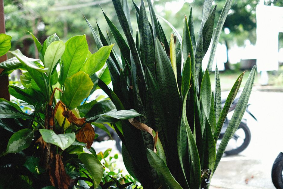 Why Snake Plants Work
