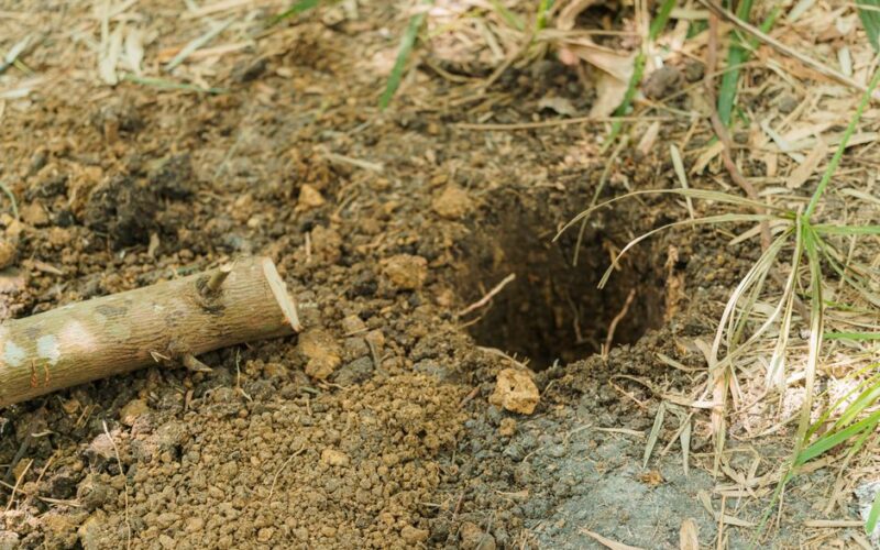 Soil Drainage: The One-Hole Test Every Beginner Should Know