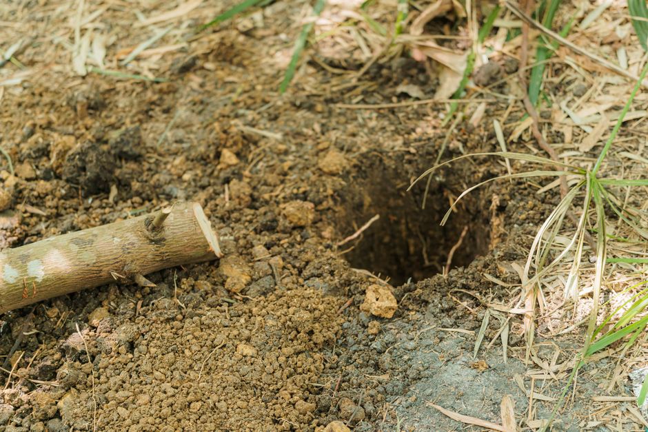 Soil Drainage: The One-Hole Test Every Beginner Should Know