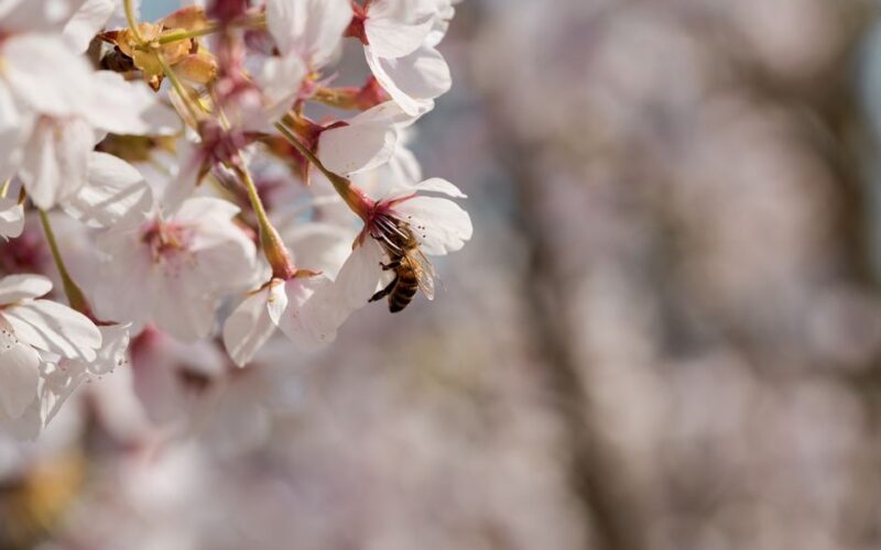 Sweet Cherry Pollination Partners Explained