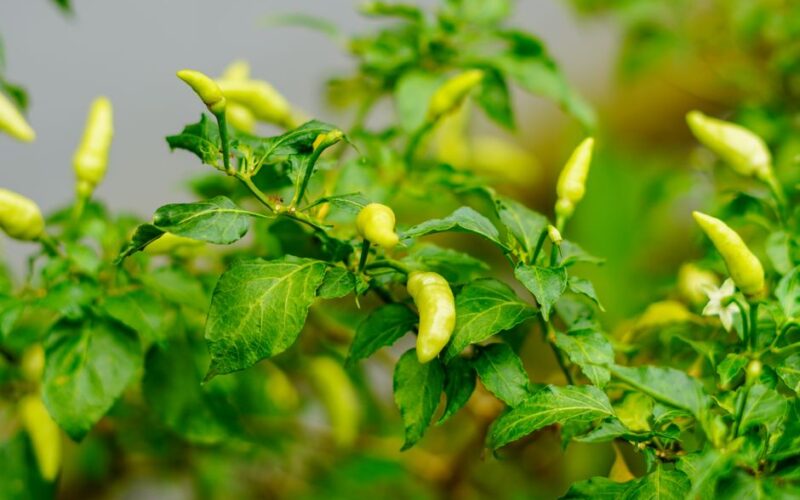 The Complete Guide to Growing Peppers on a Balcony