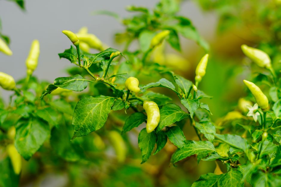 The Complete Guide to Growing Peppers on a Balcony