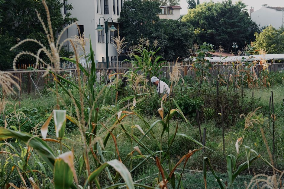 Care, pests, and harvest