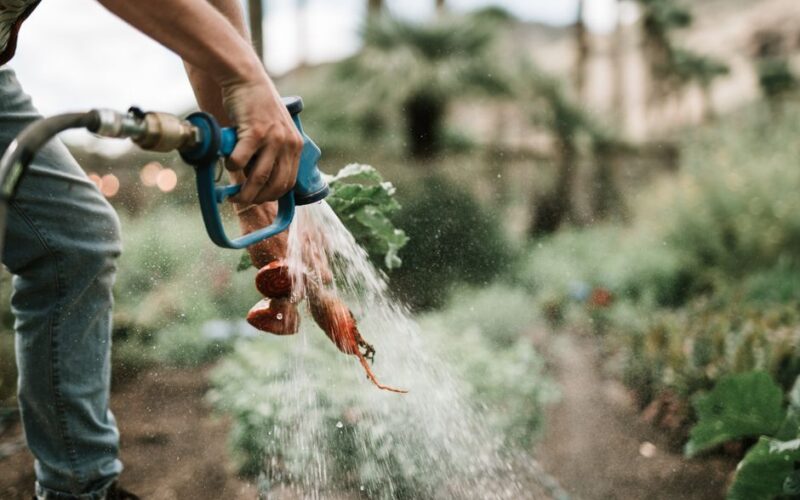 Why Deep, Loose Soil Makes Carrots Sweet