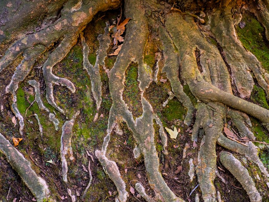 Why soil depth matters