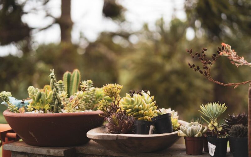 Why Do Container Plants Dry Out Every Afternoon?