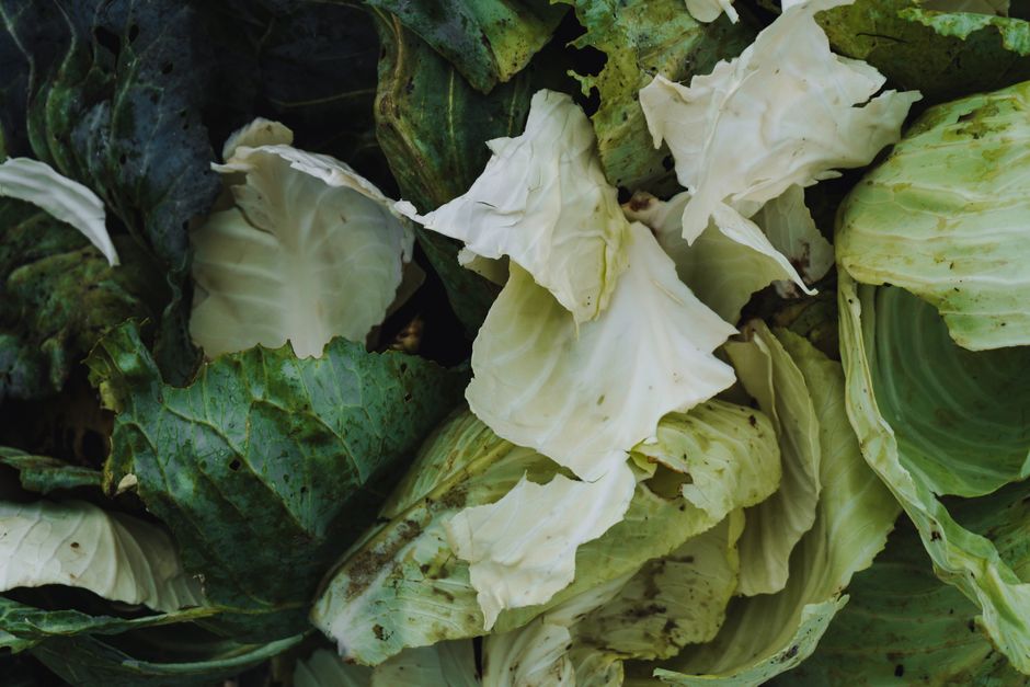 Why Do Leafy Greens Wilt So Fast? Crispness Fixes